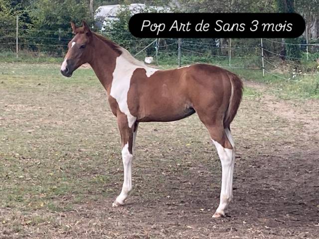 Poulain oc 2025 pie