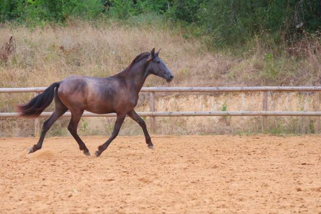 Quatro grand poulain pre