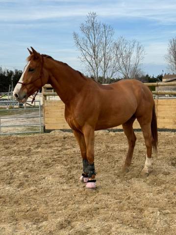 Depsom de joy – cheval pour amateur 1