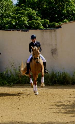 Hongre azteque palomino 1m64, 8 ans