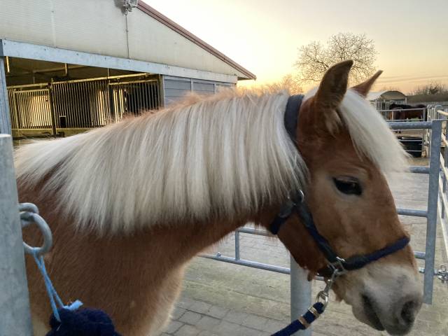 Magnifique pouliche haflinger pleins papiers