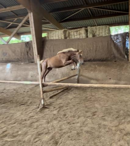 à vendre – hongre oc de 3 ans