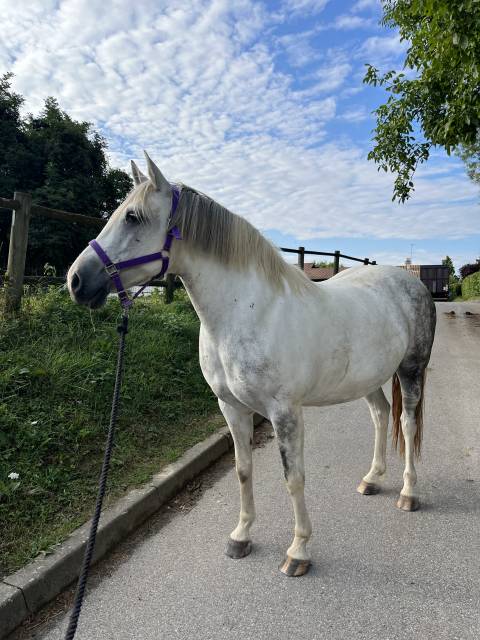 Demi pension ponette