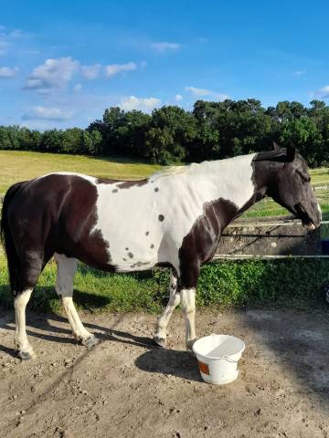 Jument paint horse 