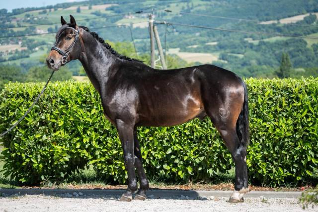 Vends talentueux cheval de dressage 