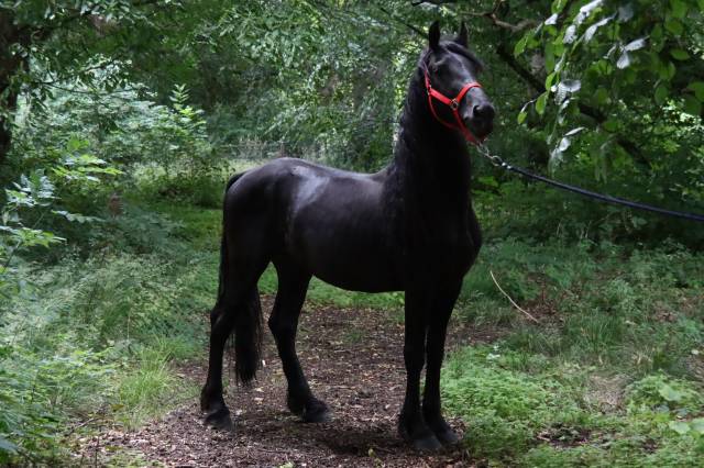 Entier arabo frison a vendre 2020 noir par zabir