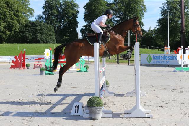 Dp cheval de sport - yvelines