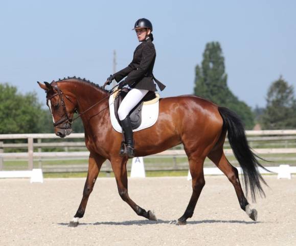 Dressage -jument de 8 ans - 1,70 m - zangersheide