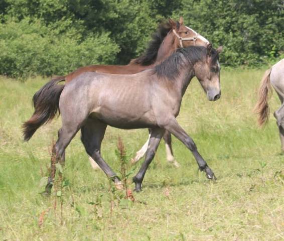 Exceptionnel yearling par impérial du blin x pondi
