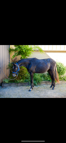 Jument 2 ans hokkaido de menjo x l’arc de triomphe