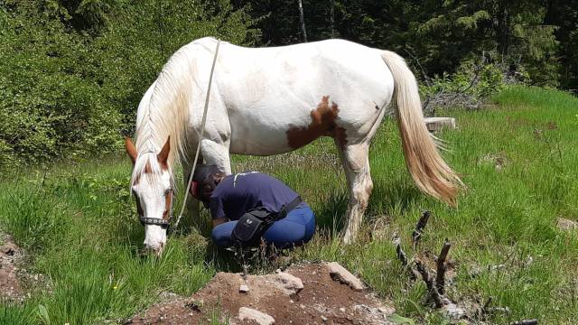 Jeune cheval onc 5ans