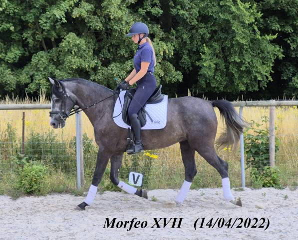 Hongre pre 3 ans plein pp 