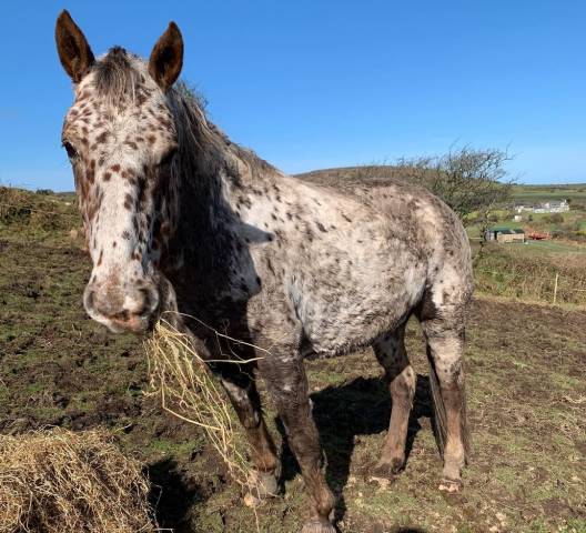 Magnifique jument appaloosa de 11 ans