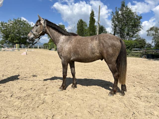 Très bon poney d à vendre