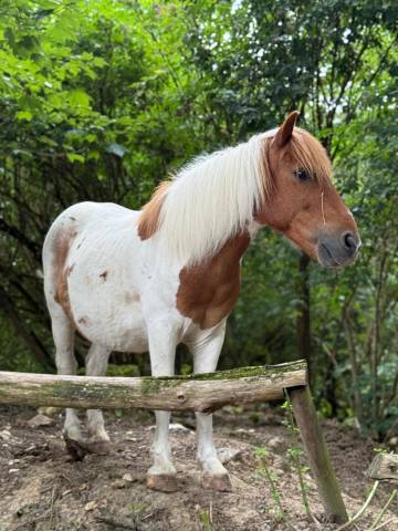 Vends shetland 