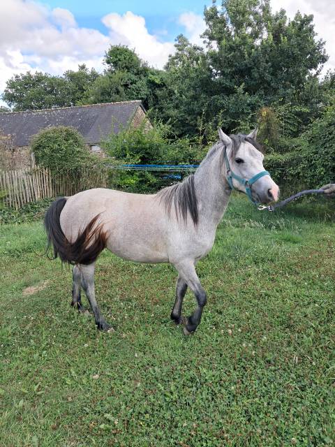 Ponette welsh 2ans