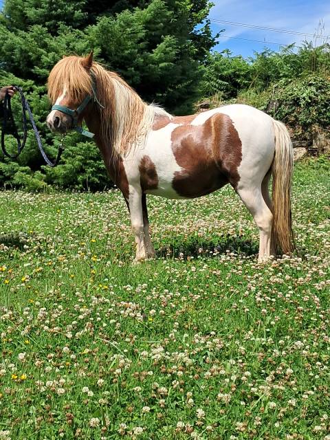 Ponette shetland 2ans pp