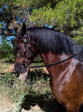 Magnifique jument pure race espagnole