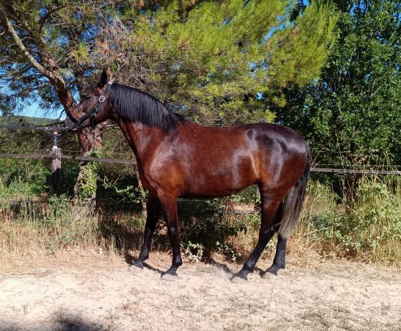 Magnifique jument pure race espagnole