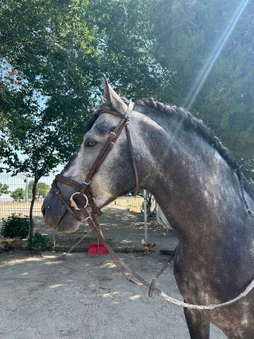 Poulain pre pure race espagnole a vendre 2020 gris par aire xv