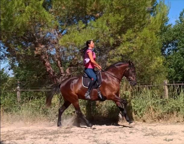 Jument pure race espagnole