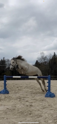 Cheval à confier