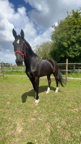 Cheval kwpn de 10 ans