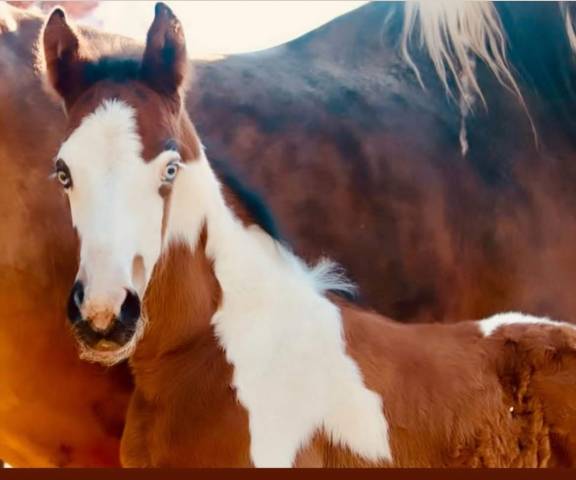 Foal pie homozygote 