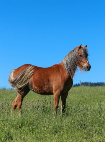 Poney oc