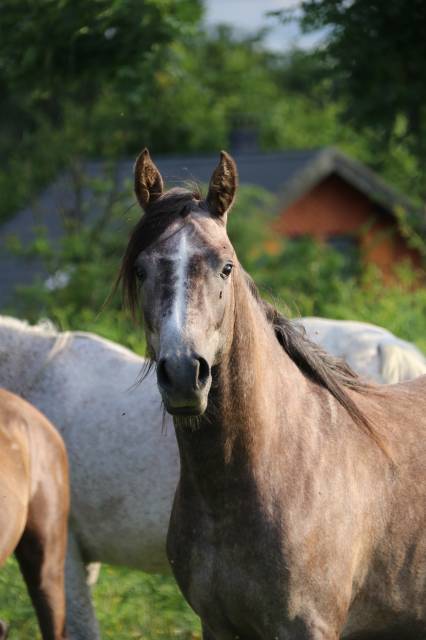 Cheval 