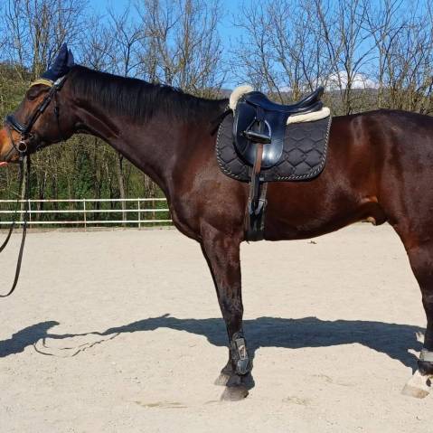 9 y/o oldenburg gelding,