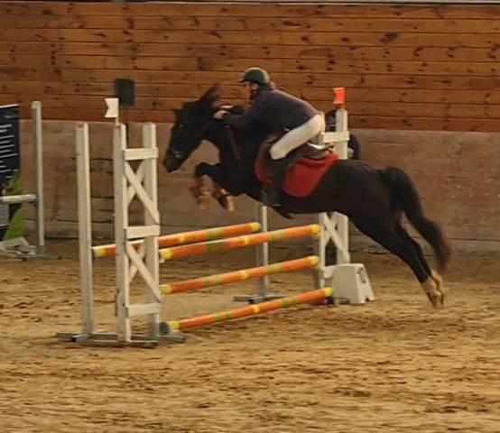 Poney à la recherche de son nouveau pilote !