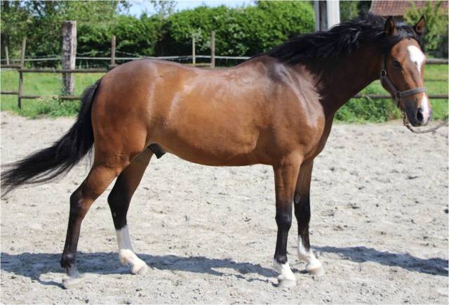 Poney pfs 4 ans