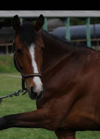 Cheval à vendre 