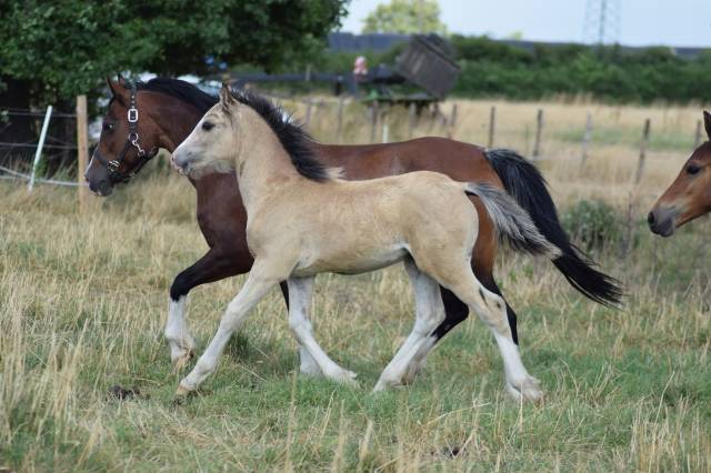 Pouliche welsh
