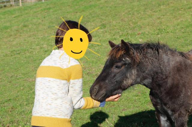 Ponette b bleu rouan 1 an loisir, compétition élevage