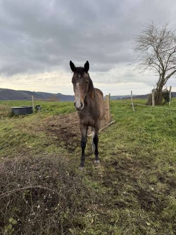Pouliche 2ans