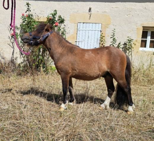 Poney hongre top