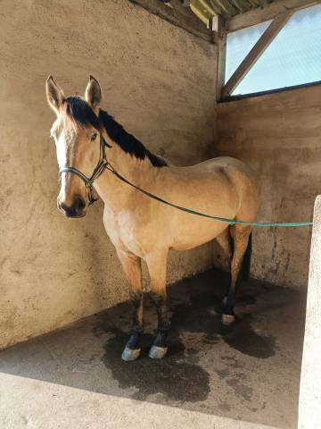Propose demi-pension – cheval, oc (espagnol/crème)