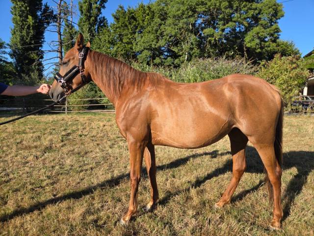 à vendre ponette d
