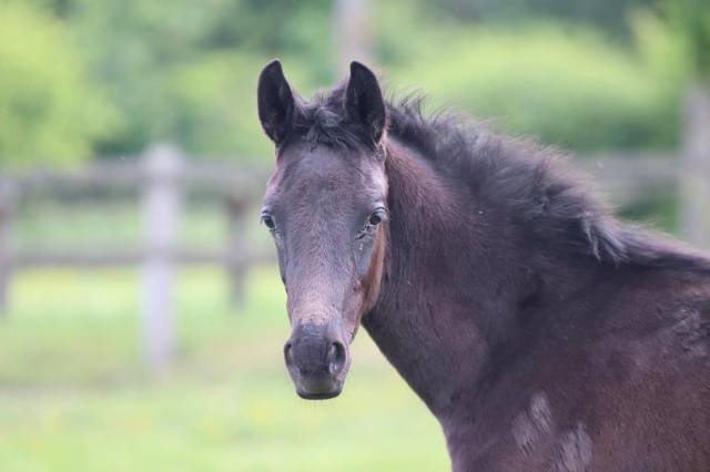 Poulain de 2025 origines dressage 