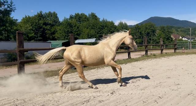 Pouliche palomino
