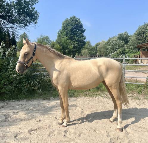Pouliche palomino