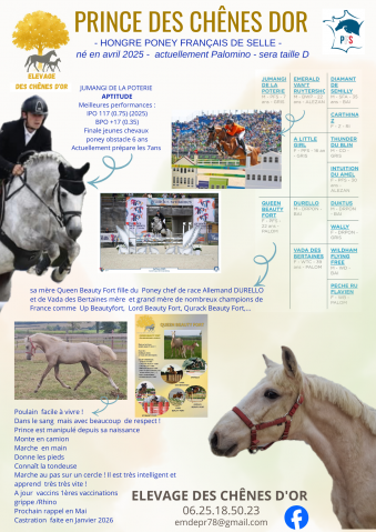Foal pfs prince des chênes dor 