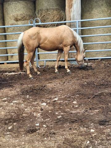 Quarter horse gelding