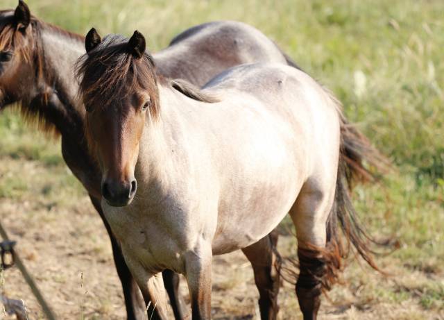 Ponette b baie rouan 1 an loisir, compétition, élevage