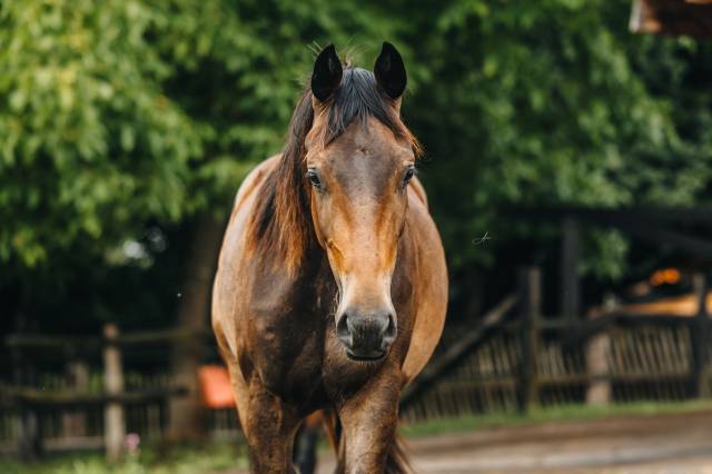 Hongre oldenburg 2 ans
