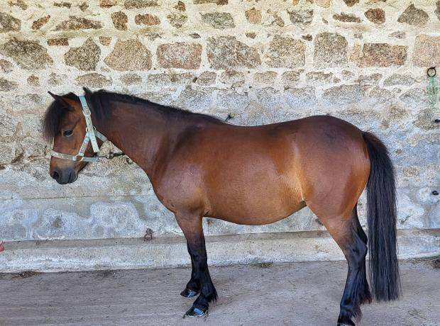 Ponette dartmoor pleine