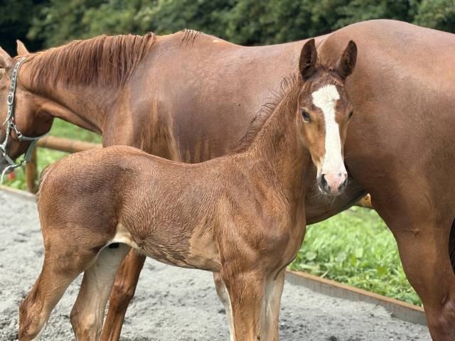 Foal par kannan