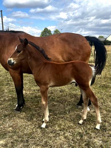 Foal pfs par under cover fast
